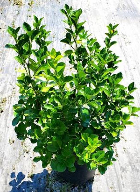 Euonymus Kiautschovicus 'manhattan' Espalier - View 34 from www redcrocus com