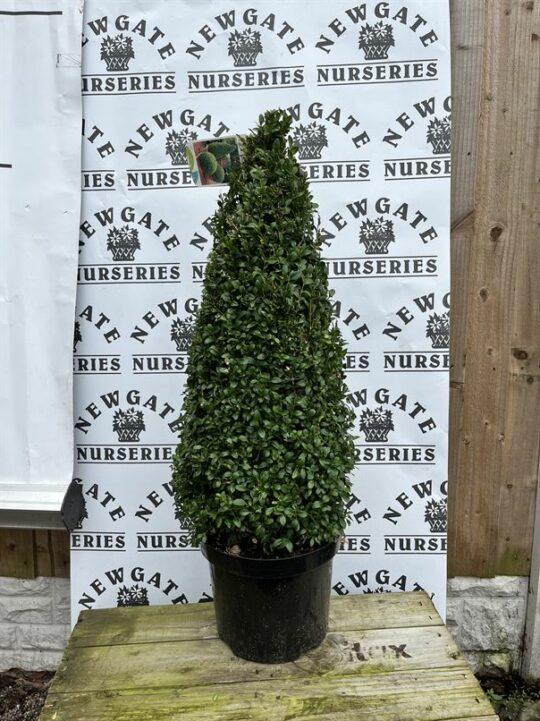 Buxus Sempervirens Cone - View 13 from www redcrocus com