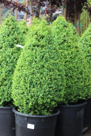 Buxus Sempervirens Cone - View 9 from www redcrocus com