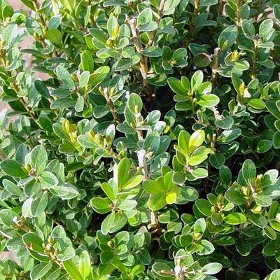 Buxus Microphylla Baby Gem - View 14 from www redcrocus com