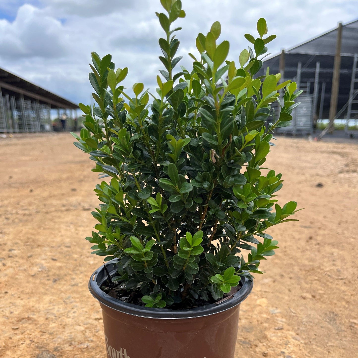 Buxus Microphylla Baby Gem - View 15 from www redcrocus com