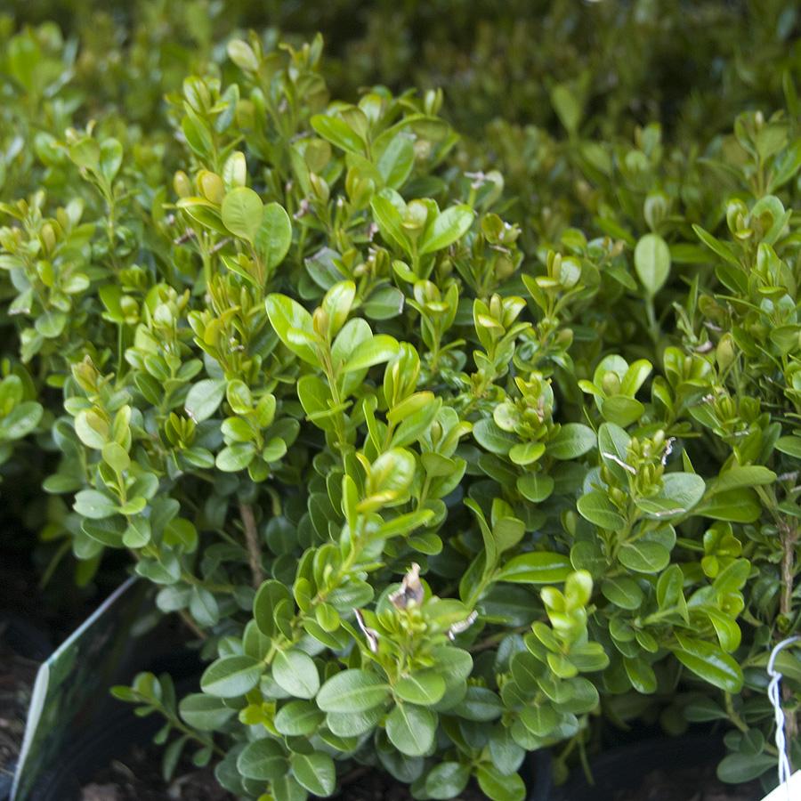 Buxus Microphylla Baby Gem - View 16 from www redcrocus com