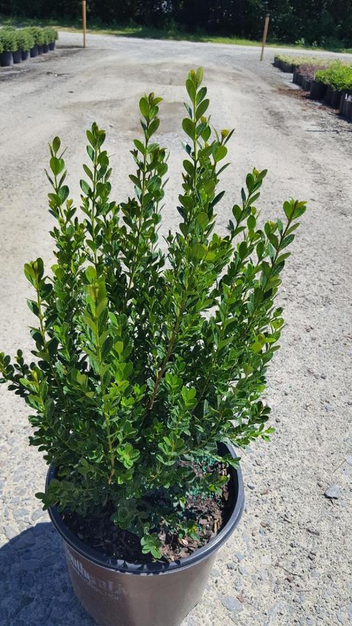Buxus Microphylla Baby Gem - View 18 from www redcrocus com