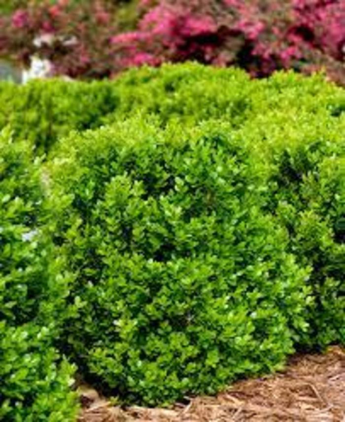 Buxus Microphylla Baby Gem - View 3 from www redcrocus com