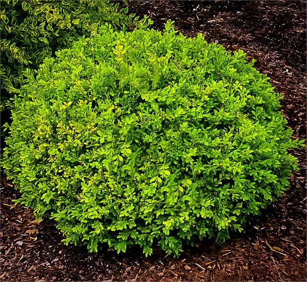 Buxus Microphylla Baby Gem - View 4 from www redcrocus com