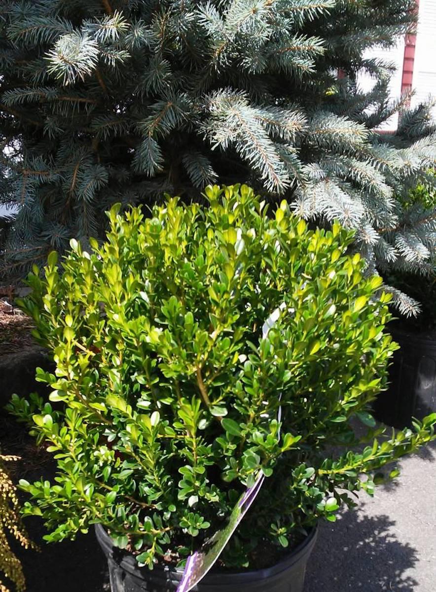 Buxus Microphylla Baby Gem - View 7 from www redcrocus com