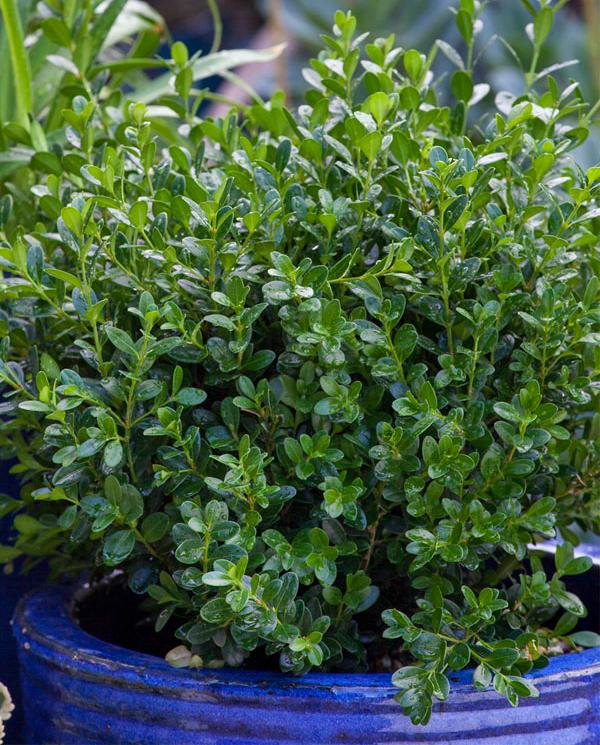 Buxus Microphylla Baby Gem - View 8 from www redcrocus com