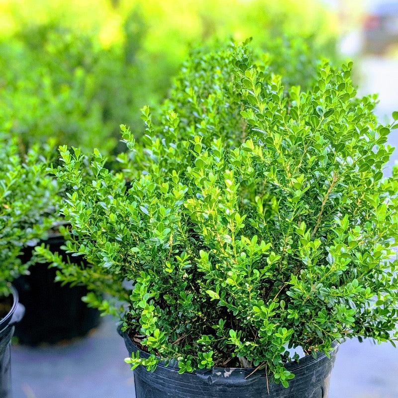 Buxus Microphylla Baby Gem - View 9 from www redcrocus com