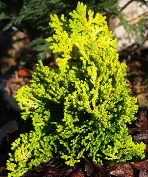 Chamaecyparis Obtusa Elmwood Gold - View 10 from www redcrocus com