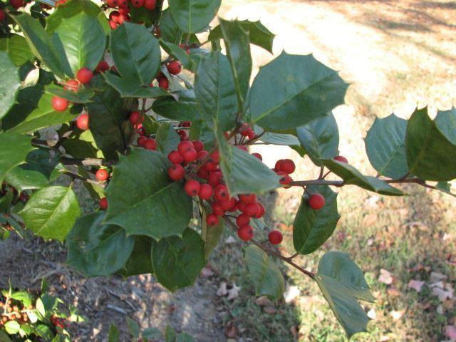 Ilex Opaca Satyr Hill - View 18 from www redcrocus com