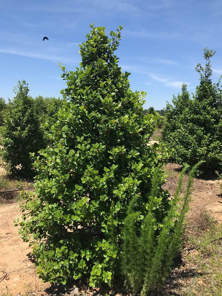 Ilex Opaca Satyr Hill - View 19 from www redcrocus com