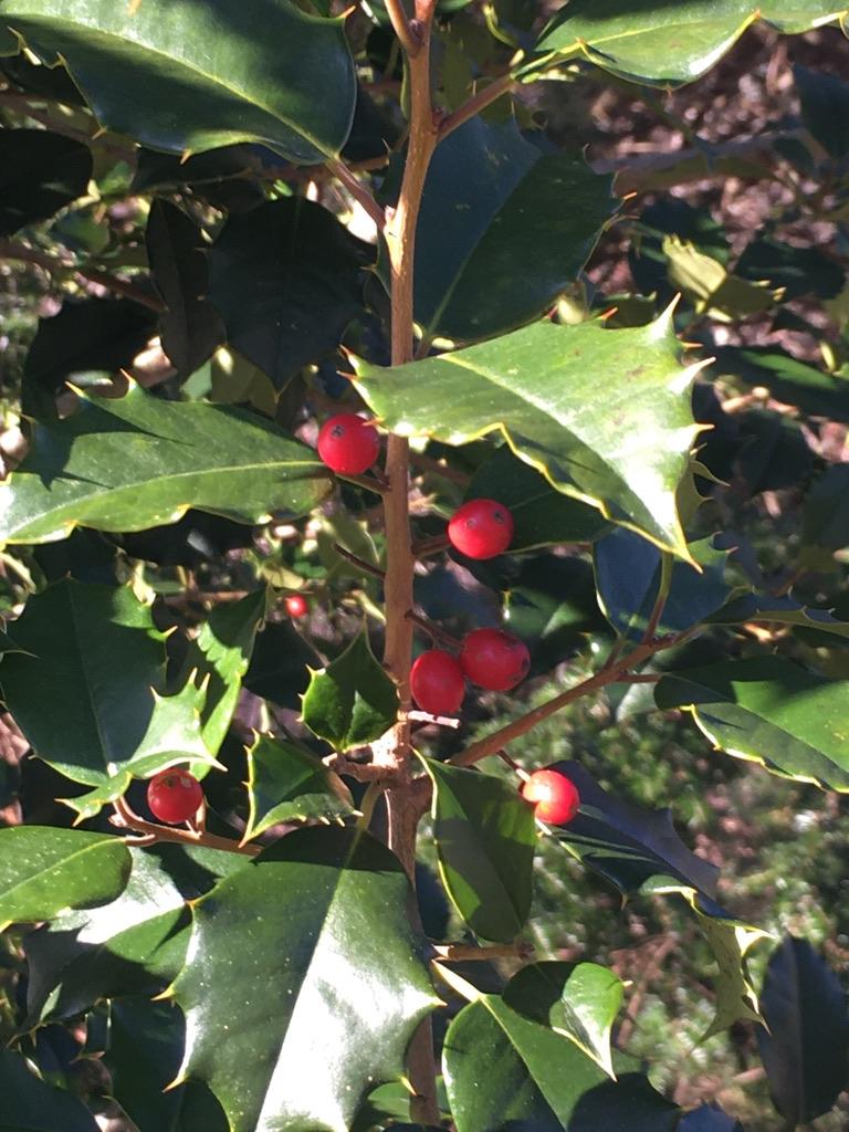 Ilex Opaca Satyr Hill - View 20 from www redcrocus com