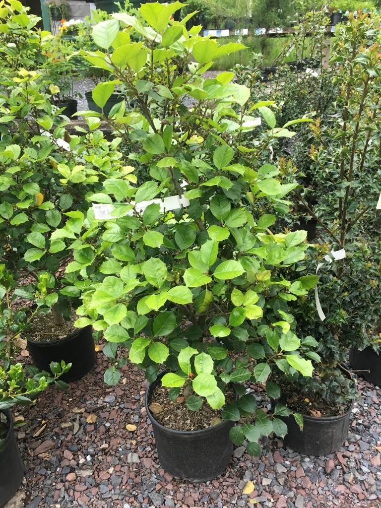 Ilex Opaca Satyr Hill - View 8 from www redcrocus com
