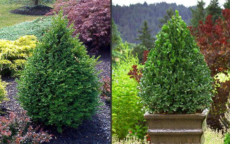 Buxus Microphylla Green Mountain - View 12 from www redcrocus com