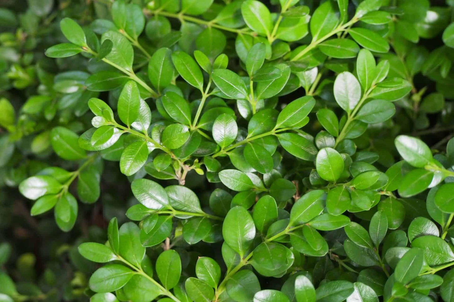 Buxus Microphylla Green Mountain - View 15 from www redcrocus com