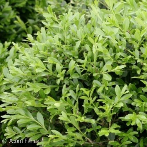 Buxus Microphylla Franklin S Gem - View 11 from www redcrocus com