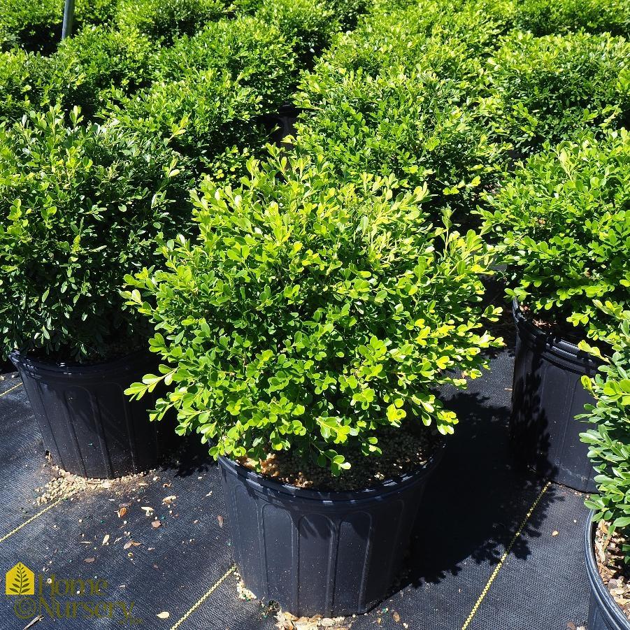 Buxus Microphylla Franklin S Gem - View 19 from www redcrocus com