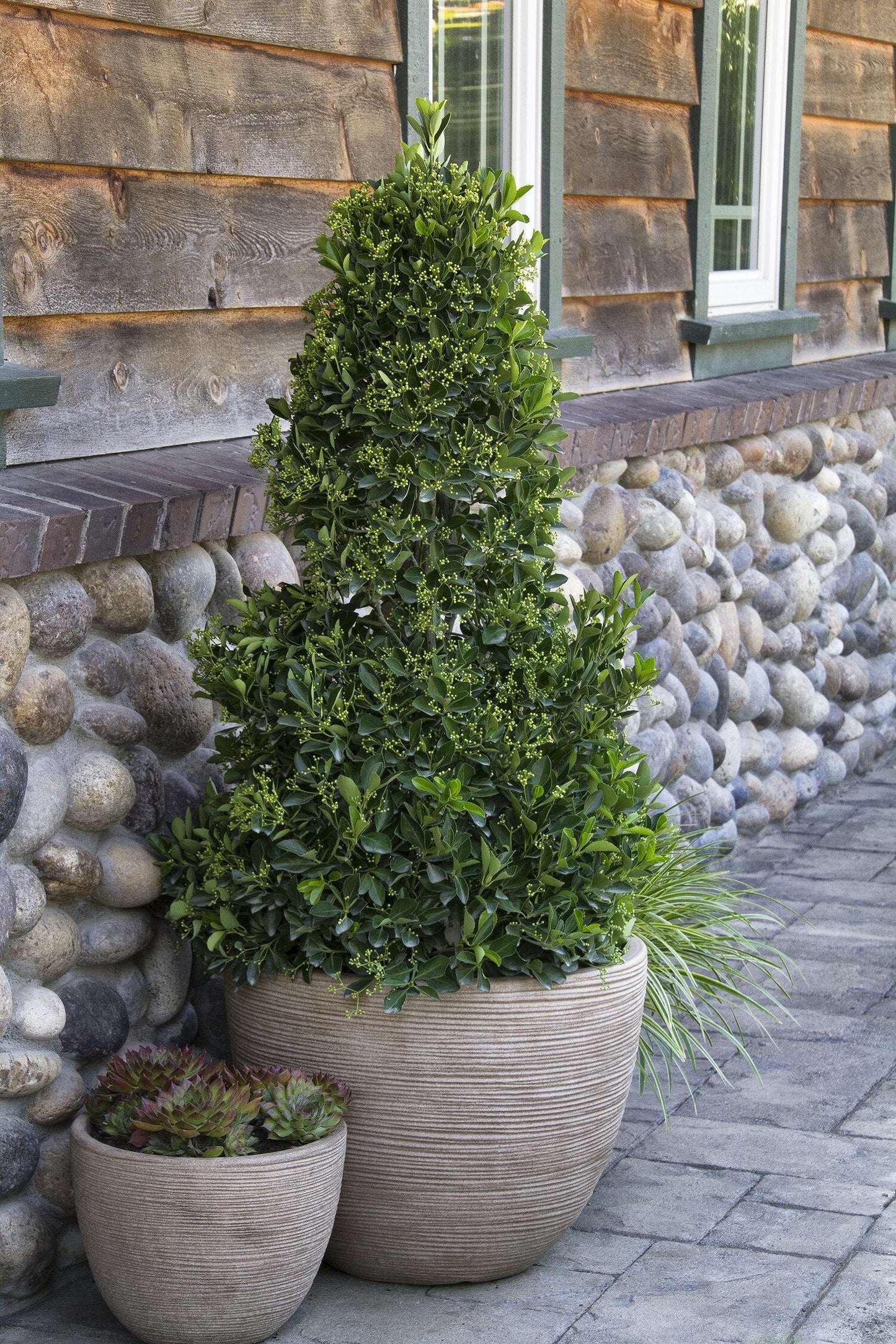 Euonymus Kiautschovicus Manhattan Espalier - View 12 from www redcrocus com