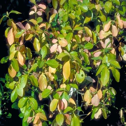 Euonymus Kiautschovicus Manhattan Espalier - View 7 from www redcrocus com