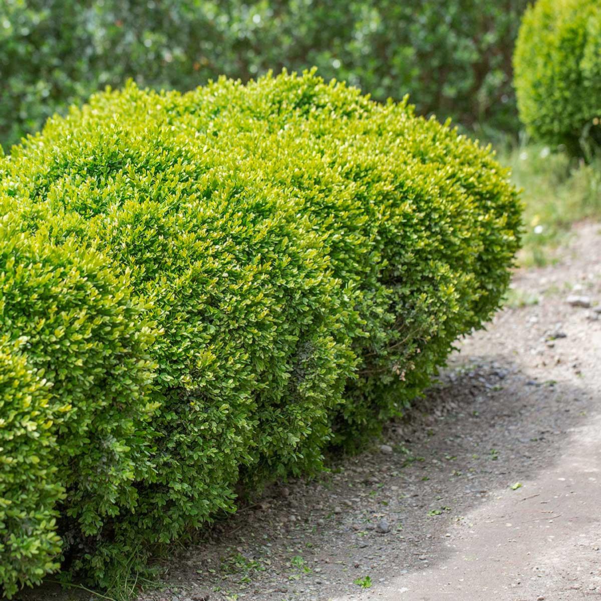 Buxus Sempervirens Suffruticosa - View 10 from www redcrocus com