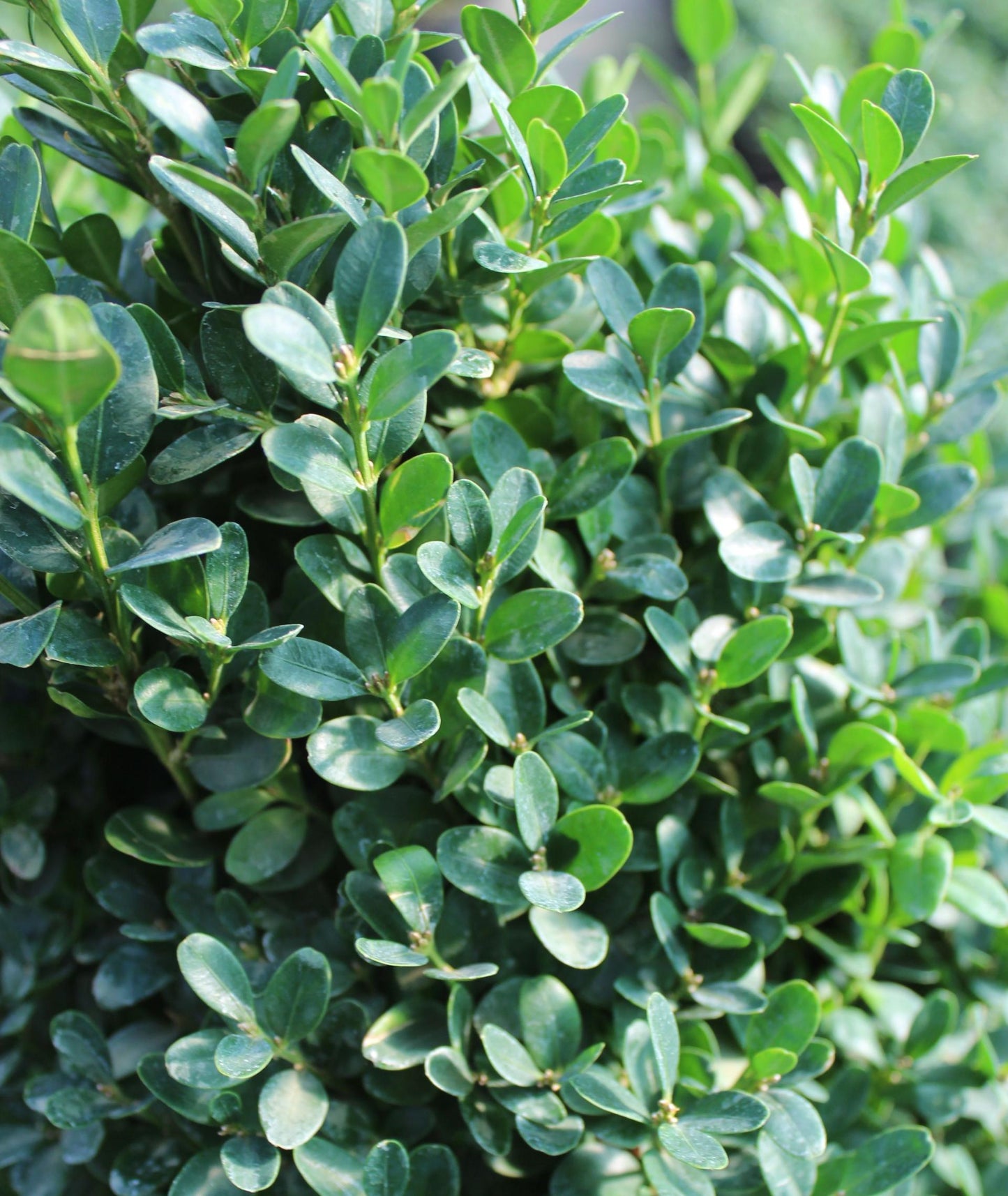 Buxus Sempervirens Suffruticosa - View 11 from www redcrocus com