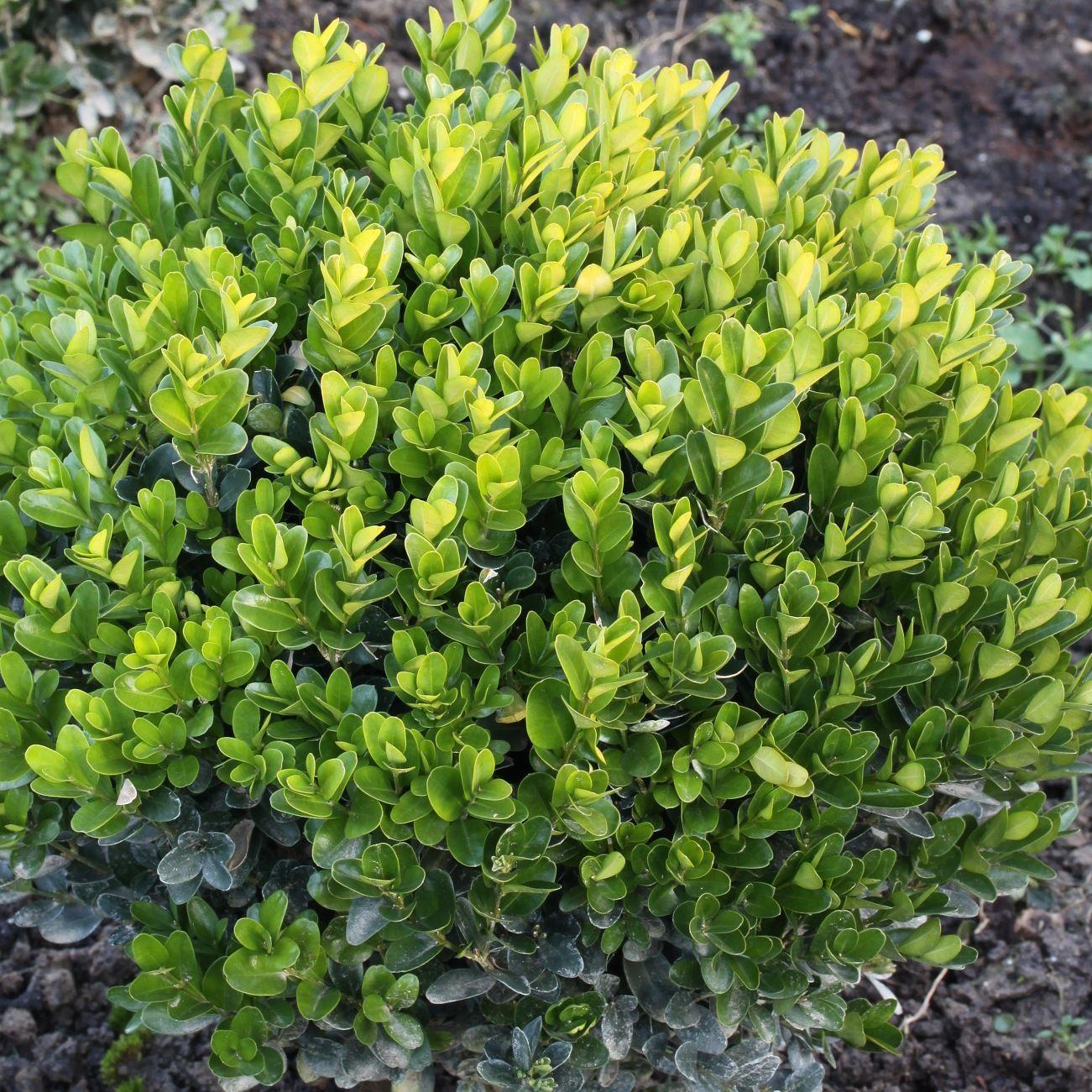 Buxus Sempervirens Suffruticosa - View 14 from www redcrocus com