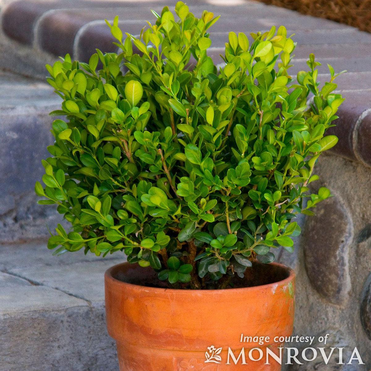 Buxus Sempervirens Suffruticosa - View 15 from www redcrocus com