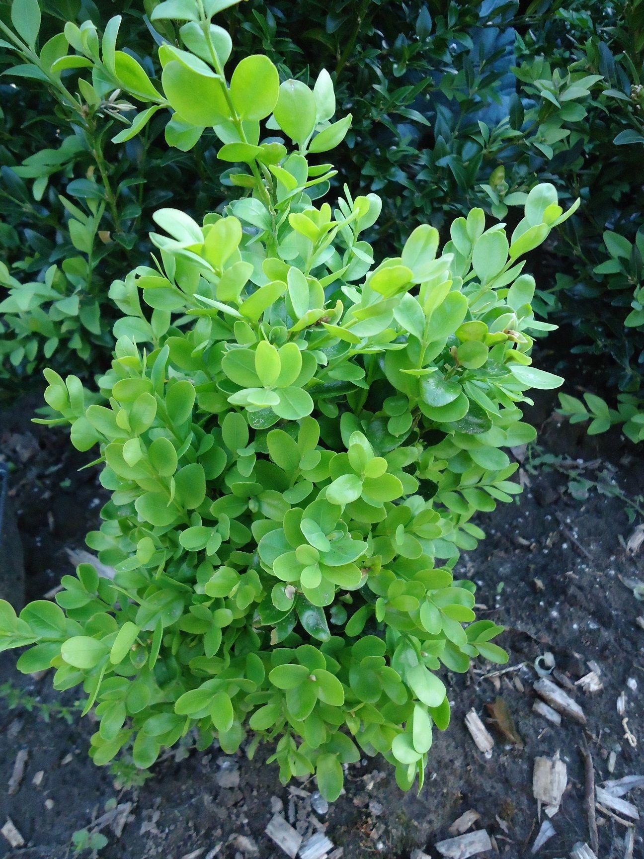 Buxus Sempervirens Suffruticosa - View 16 from www redcrocus com