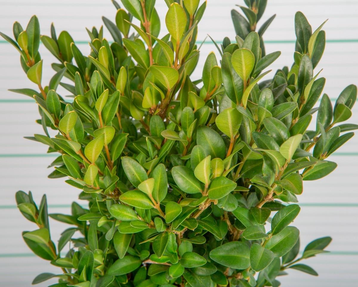 Buxus Sempervirens Suffruticosa - View 17 from www redcrocus com