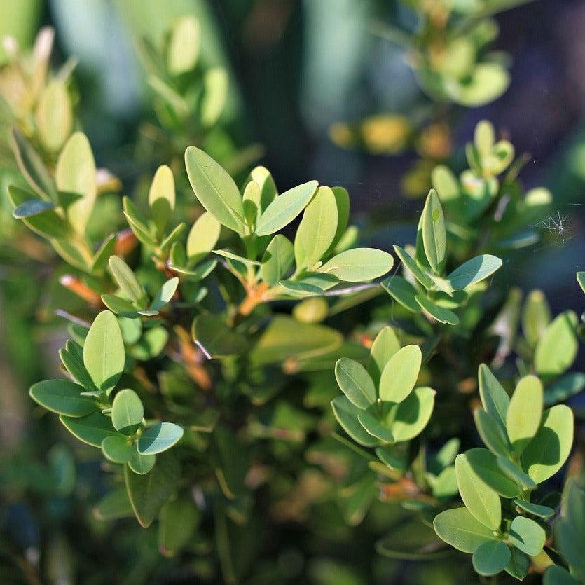 Buxus Sempervirens Suffruticosa - View 19 from www redcrocus com