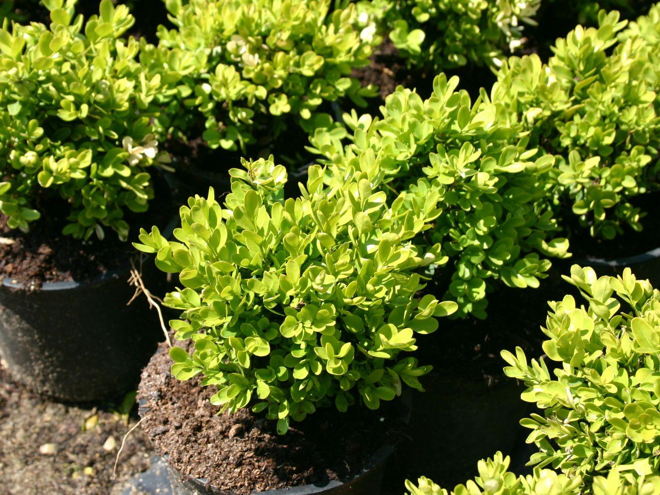 Buxus Sempervirens Suffruticosa - View 1 from www redcrocus com