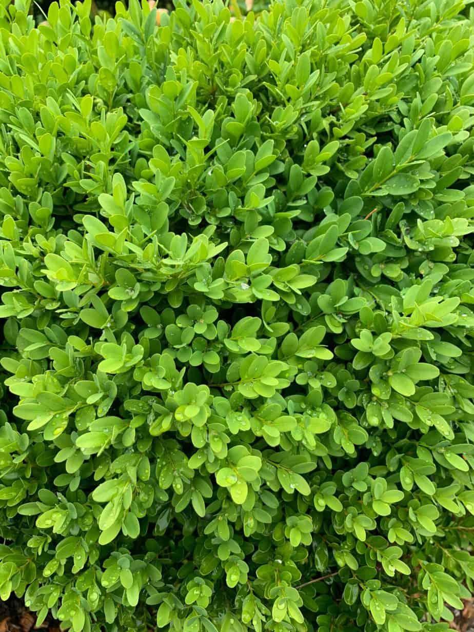 Buxus Sempervirens Suffruticosa - View 3 from www redcrocus com