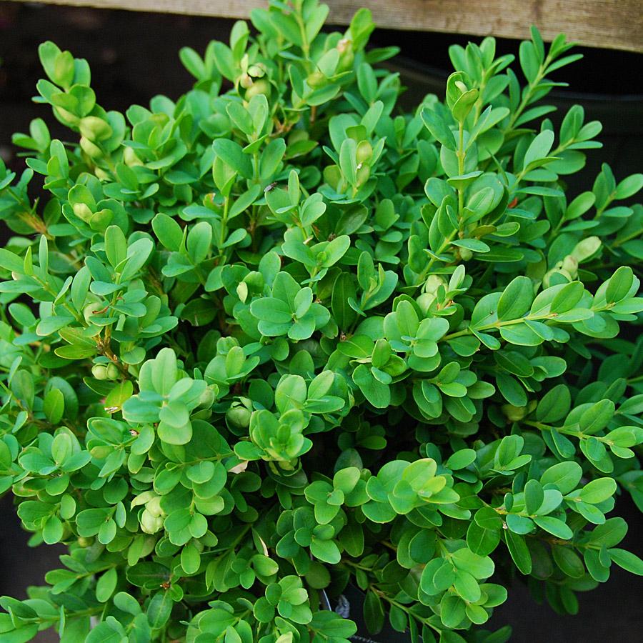 Buxus Sempervirens Suffruticosa - View 4 from www redcrocus com