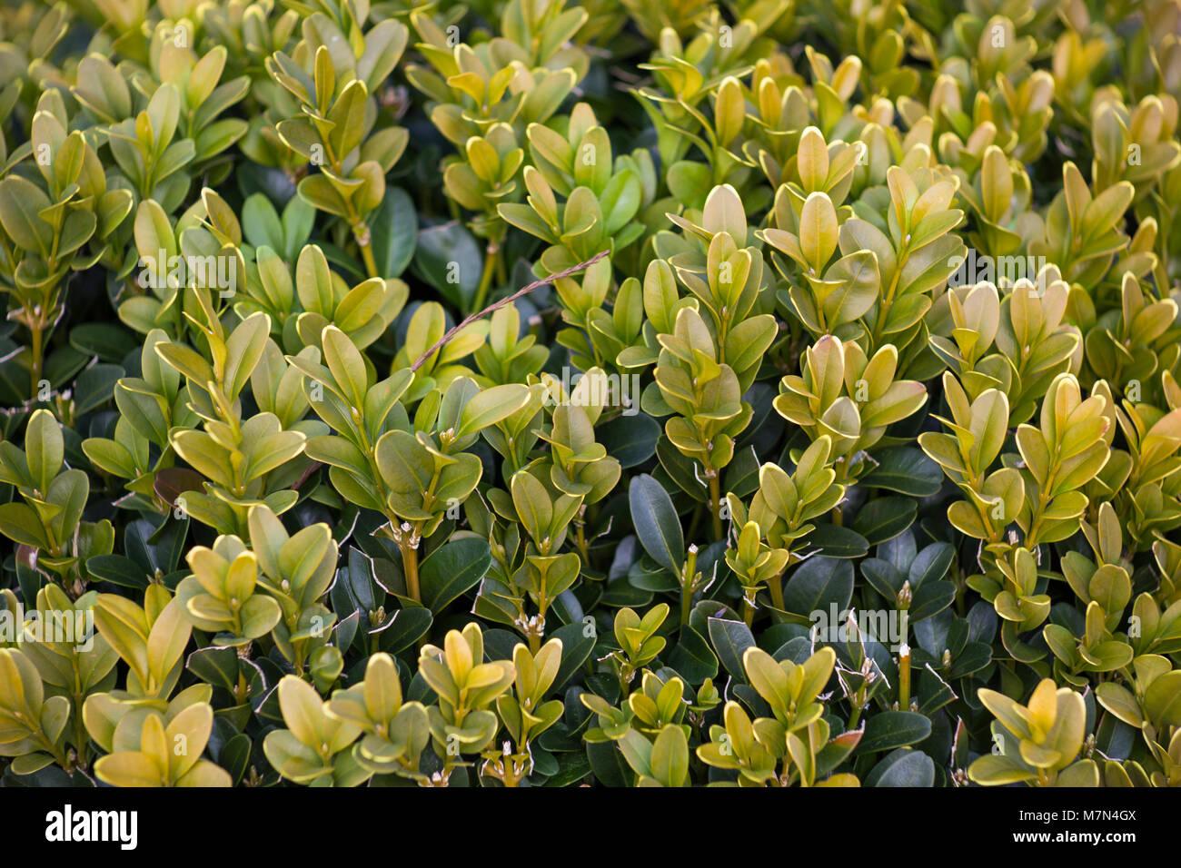 Buxus Sempervirens Suffruticosa - View 5 from www redcrocus com