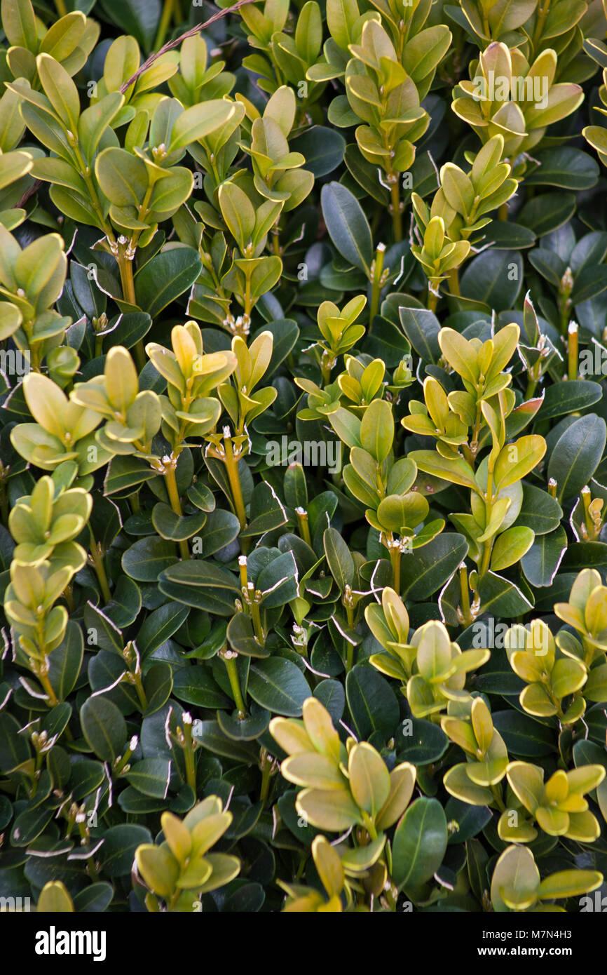 Buxus Sempervirens Suffruticosa - View 6 from www redcrocus com