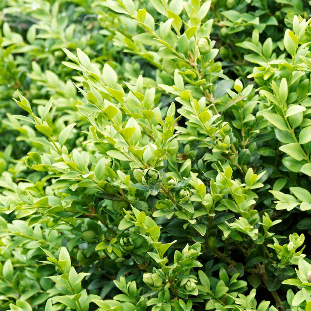 Buxus Sempervirens Suffruticosa - View 8 from www redcrocus com