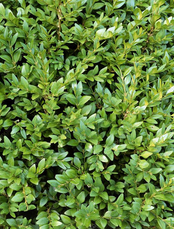 Buxus Sempervirens Suffruticosa - View 9 from www redcrocus com