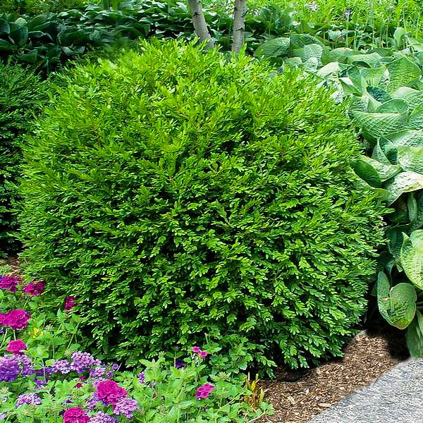 Buxus Microphylla Green Gem - View 12 from www redcrocus com