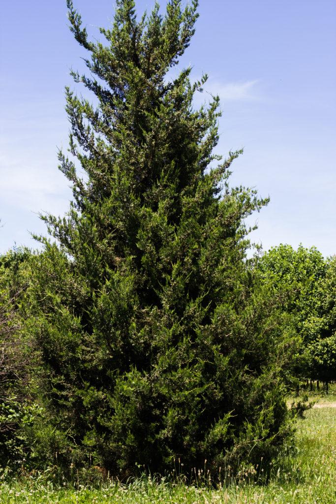 Juniperus Chinensis Hetzii Columnaris - View 11 from www redcrocus com
