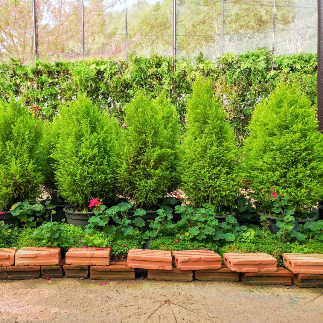 Juniperus Chinensis Hetzii Columnaris - View 14 from www redcrocus com