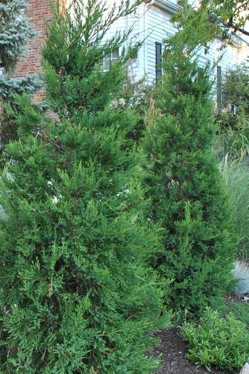 Juniperus Chinensis Hetzii Columnaris - View 17 from www redcrocus com