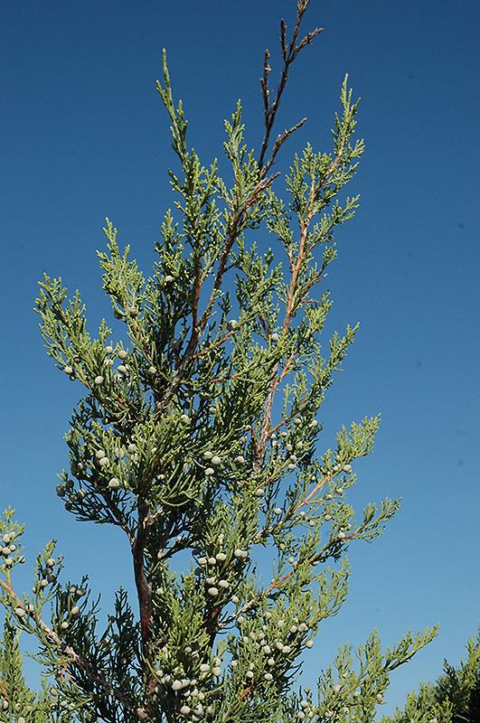 Juniperus Chinensis Hetzii Columnaris - View 20 from www redcrocus com