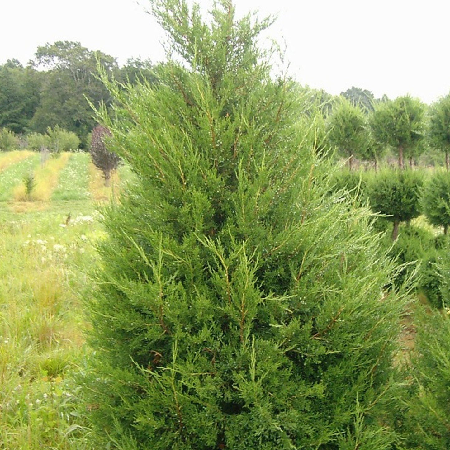 Juniperus Chinensis Hetzii Columnaris - View 3 from www redcrocus com