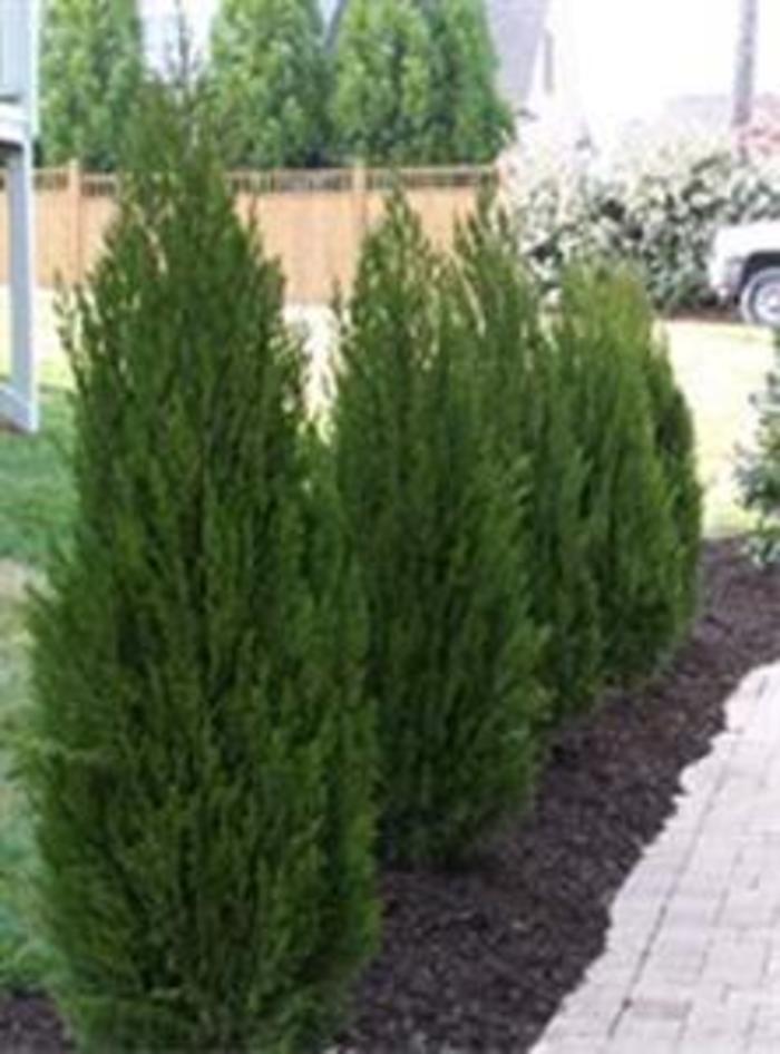 Juniperus Chinensis Hetzii Columnaris - View 4 from www redcrocus com