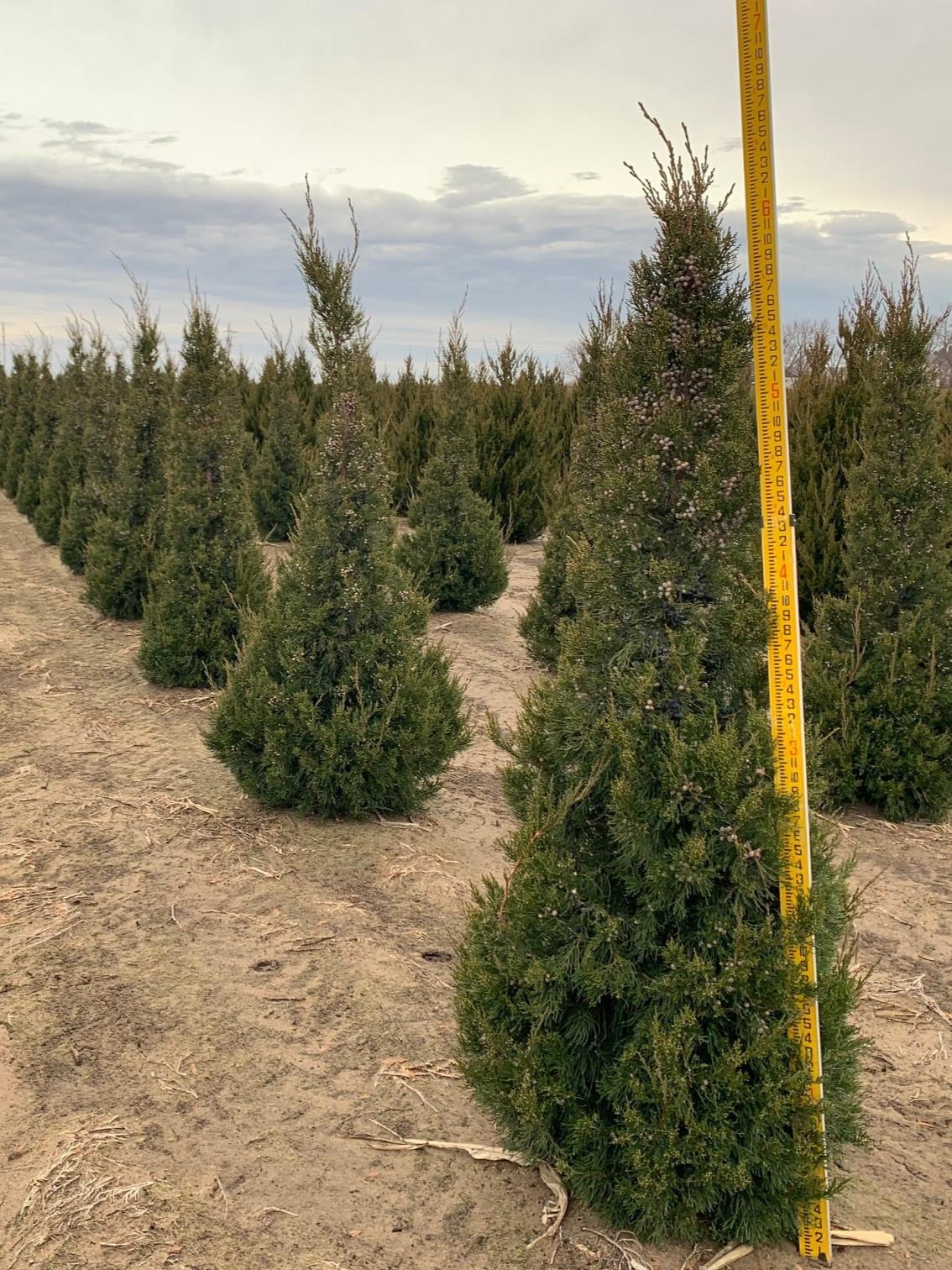 Juniperus Chinensis Hetzii Columnaris - View 6 from www redcrocus com