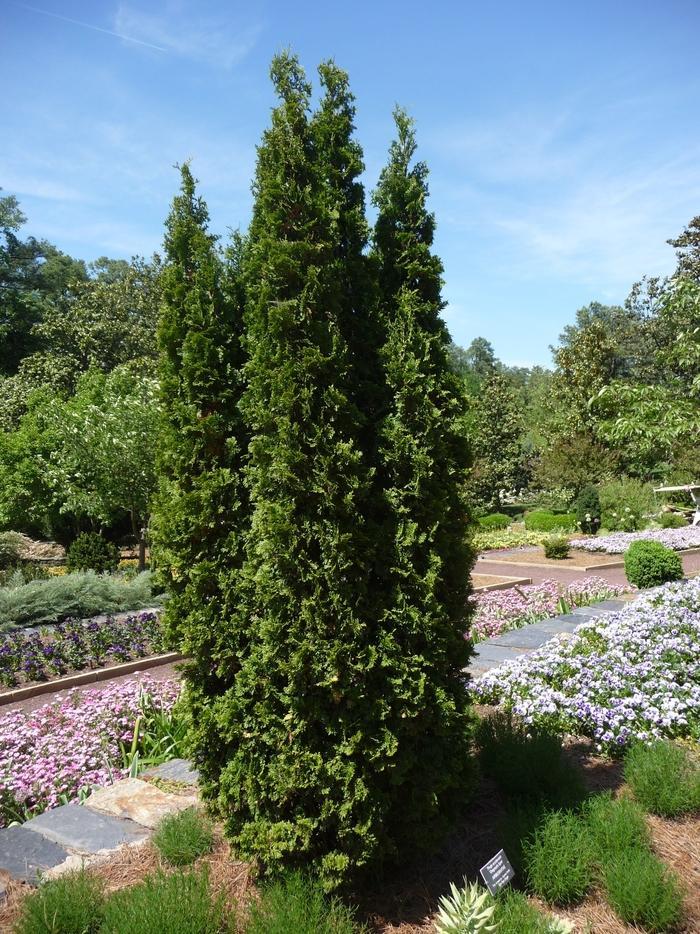 Juniperus Chinensis Hetzii Columnaris - View 8 from www redcrocus com