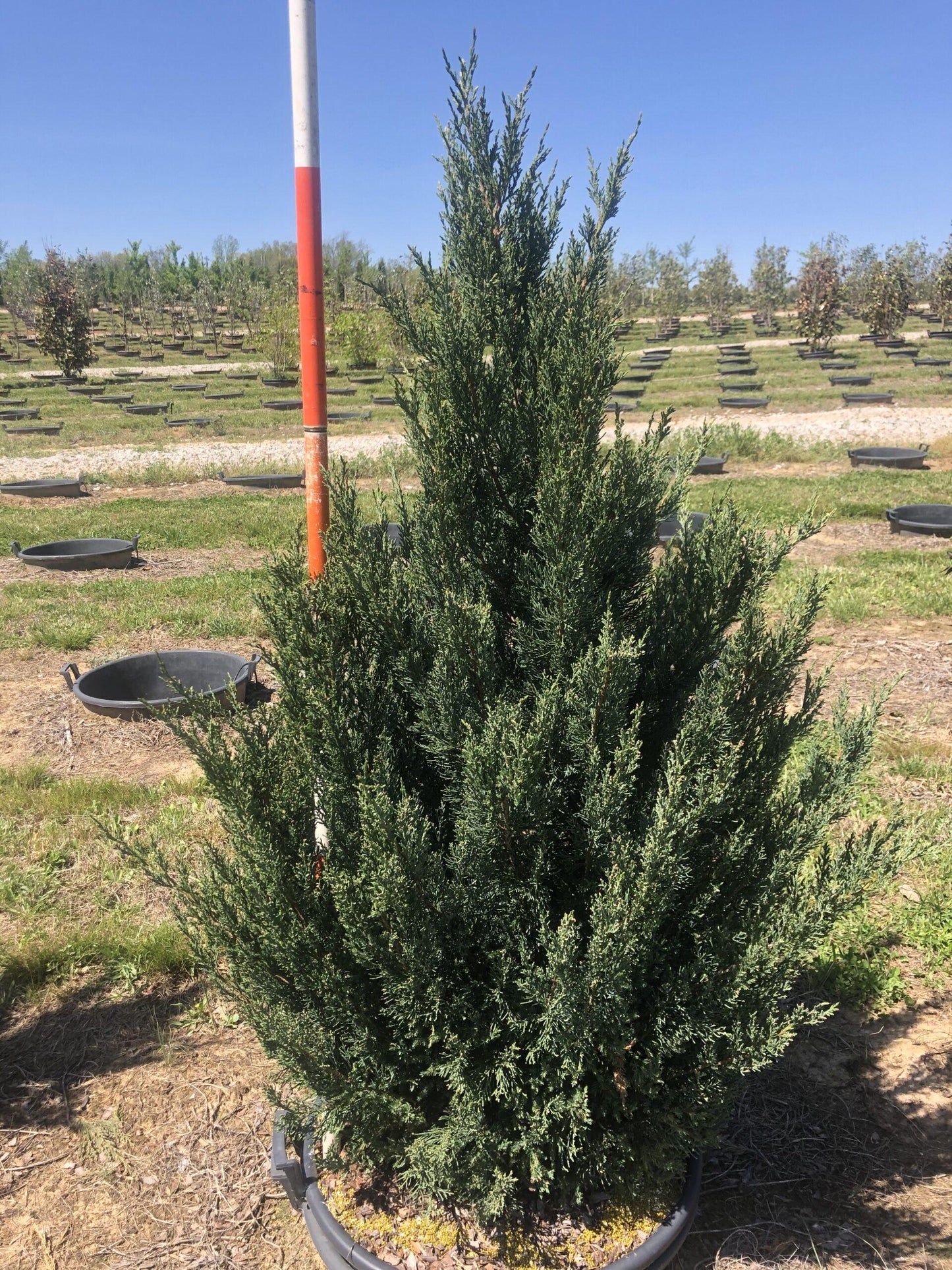 Juniperus Chinensis Hetzii Columnaris - View 9 from www redcrocus com