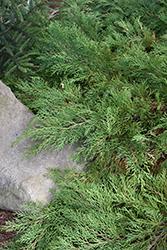 Microbiota Decussata Celtic Pride - View 15 from www redcrocus com