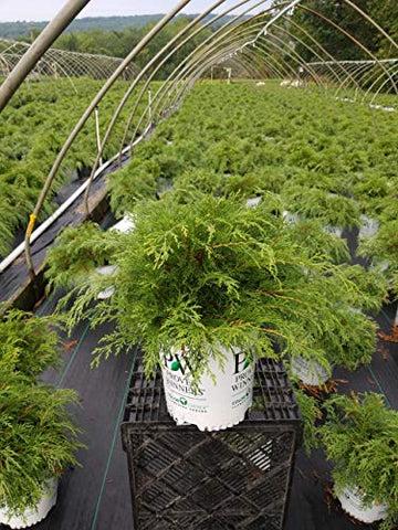 Microbiota Decussata Celtic Pride - View 18 from www redcrocus com