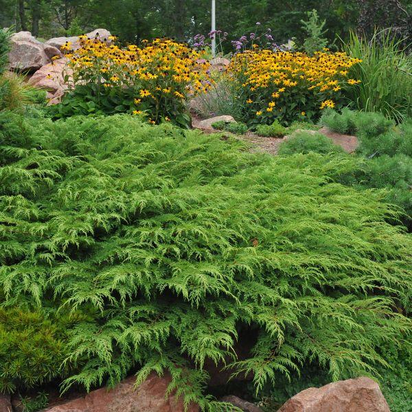 Microbiota Decussata Celtic Pride - View 3 from www redcrocus com